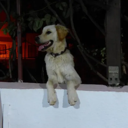 Yakut Lägenhetshotell